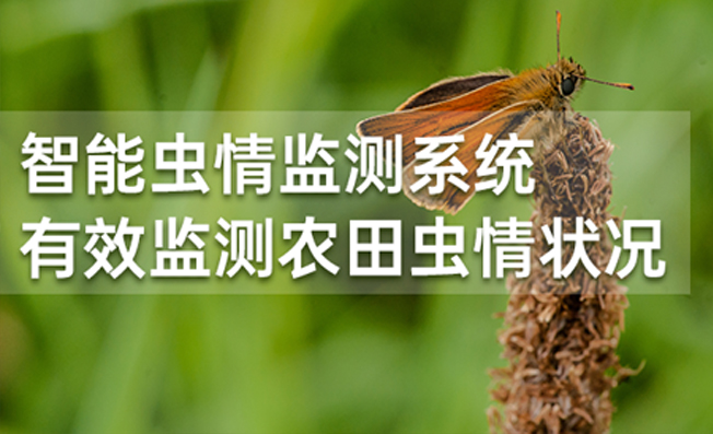 智能虫情监测系统 有效监测农田虫情状况