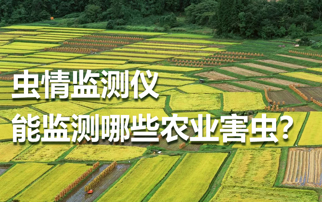 虫情监测仪能监测哪些农业害虫？