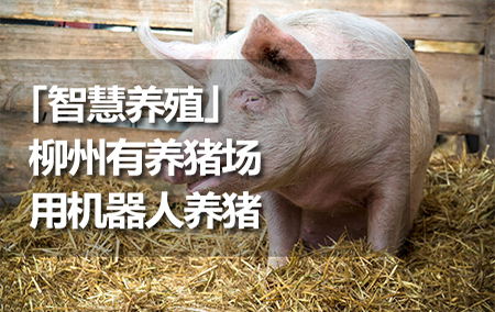 「智慧养殖」柳州有养猪场用机器人养猪