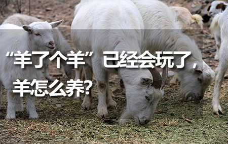 “羊了个羊”已经会玩了，羊怎么养？
